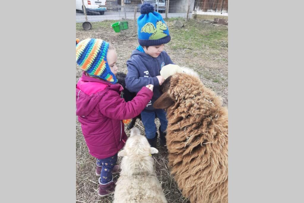 Gruppenunterkunft Mit Billardtisch Und Lamatrekking Meikirch Esterno foto