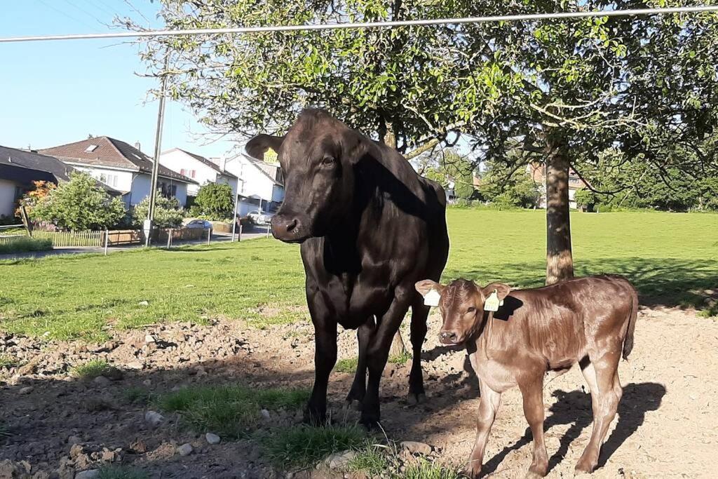 Gruppenunterkunft Mit Billardtisch Und Lamatrekking Meikirch Esterno foto